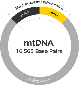 DNA Paternal Ancestry Test | Genovate